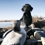 Browning Camo Neoprene Hunting Dog Vest - Medium