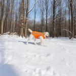 High-Visibility Reflective Dog Hunting Vest