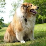 Coghlan's Silver Bear Bell with Carabiner