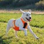 Browning Hi-Vis Safety Vest for Dogs, Medium