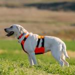 Browning Hi-Vis Safety Vest for Dogs, Medium