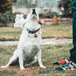 Dog Collar Bells - Safety Bell Accessories 2 Pack