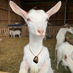 Copper and Metal Dog Bells for Hunting