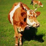 Copper and Metal Dog Bells for Hunting