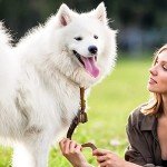 Dog Collar Bell Set for Upland Hunting