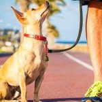 Dog Collar Bell Set for Upland Hunting