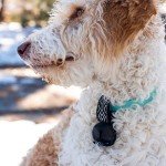 Wilderdog Backcountry Bear Bell for Dog Collars