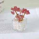 Adorable 4-Piece 3D Succulent Fridge Magnet Set