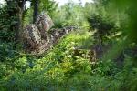Ghillie Suit, Kids Adult 3D Leafy Camouflage Clothing, Camo Suit for Turkey Hunting, Hunting for Outdoor Game and Halloween.