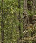 Realtree Men's Edge Camo Hunting Pants, Durable Cargo Pants with 6-Pocket, Slim Fit, Men's Outdoor Pants, Size S-5X