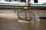 Frabill Conservation Slide Handle Net | Teardrop Hoop Size: 17" X 19" | Sliding Handle: 36" | Netting: Tangle-Free Micromesh | Net Depth: 16"