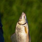 200pcs Barbless Fishing Hooks for Carp and Trout