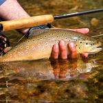 Fly Fishing Rod and Reel Combo Starter Kit