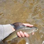 72-Piece Fly Fishing Kit with Waterproof Box