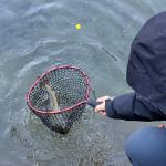 Aluminum Fishing Landing Net with Silicone Mesh