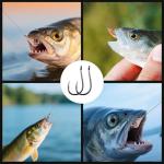 FishTrip Octopus Baitholder Fishing Hooks, 50/100pcs Sharp Barbed High Carbon Steel Offset Circle Hooks for Freshwater Saltwater