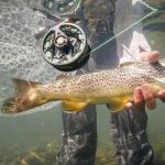 Redington Ace Fly Fishing Reel - All Around Aluminum Fly Reels 7/8 Weight - Nylon Case Included - Night Rider