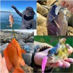 200Pcs Big Removable Split Shot Fishing Sinkers