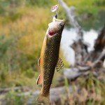 10PCS Trout Fishing Lures Kit with Tackle Box