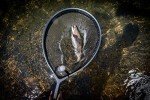 Frabill 13" x 18" Floating Trout Fishing Net