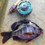 Piscifun Sword Fly Fishing Reel - Lightweight & Durable