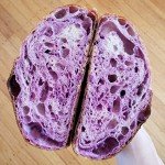 Breadtopia Organic Live Sourdough Starter - Ready to Use