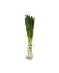 Fresh Green Onions Bunch for Pizza Toppings