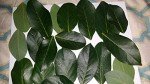 Fresh Bay Leaves for Flavorful Cooking - 2 oz