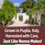 Organic Artichokes in Olive Oil - Italian Snack