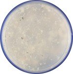 Gorgonzola Cheese Crumbles by Treasure Cave, 5 oz