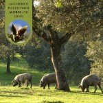 Monte Nevado Acorn-Fed Iberico Ham - 16.5 lbs