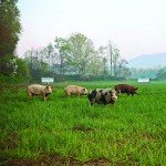 Hickory Nut Gap Milano Salami, 6 oz