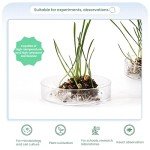Huanyu 100mm Borosilicate Glass Petri Dishes (5pcs)