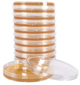 Lactobacilli MRS Agar Plates - Pack of 10