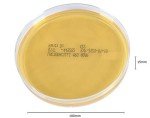 Lactobacilli MRS Agar Plates - Pack of 10