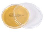 Lactobacilli MRS Agar Plates - Pack of 10