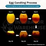 Incu-Bright™ Ultra Bright LED Egg Candler