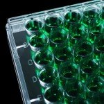 48 Well Sterile Bacterial Culture Dishes, Pack of 10