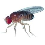 Wild Type Drosophila in Vial (Pack of 25)