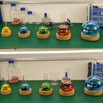 Cork Stand for Round Bottom Laboratory Flasks