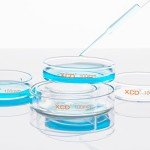 XCD 10-Pack Glass Petri Dishes with Clear Lids