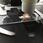 100PCS Clear Microscope Slides & Square Coverslips