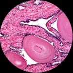 AmScope T120B-M Digital Trinocular Compound Microscope