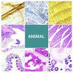 100 Prepared Microscope Slides for Kids & Adults