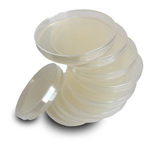 Evviva Sciences Nutrient Agar Plates for Experiments