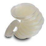 Evviva Sciences Nutrient Agar Plates for Experiments