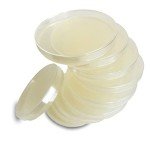Evviva Sciences Nutrient Agar Plates for Experiments