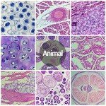 60 Prepared Microscope Slides for Kids and Adults
