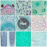 60 Prepared Microscope Slides for Kids and Adults