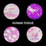 100 Microscope Slides with Specimens for Education